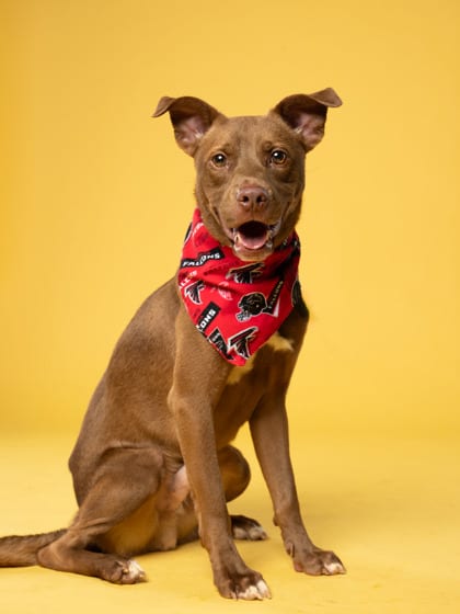 Photo of Ellis, adoptable dog in Atlanta, Georgia