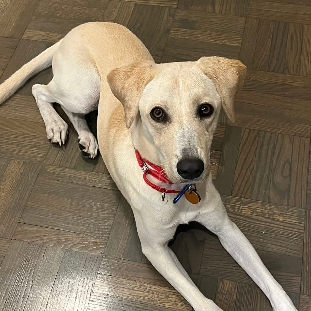 Photo of Steel Magnolia, adoptable Retriever, Labrador