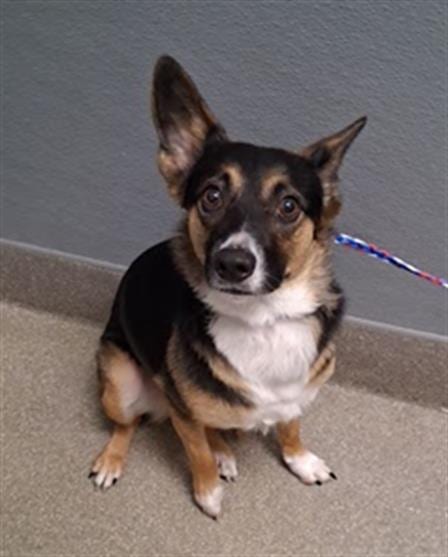 Photo of Ruby, adoptable Australian Cattle Dog/Blue Heeler in Las Vegas, Nevada