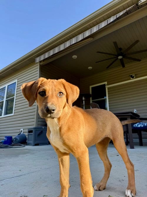 Photo of Winnie, adoptable Hound in Hillsboro, Missouri