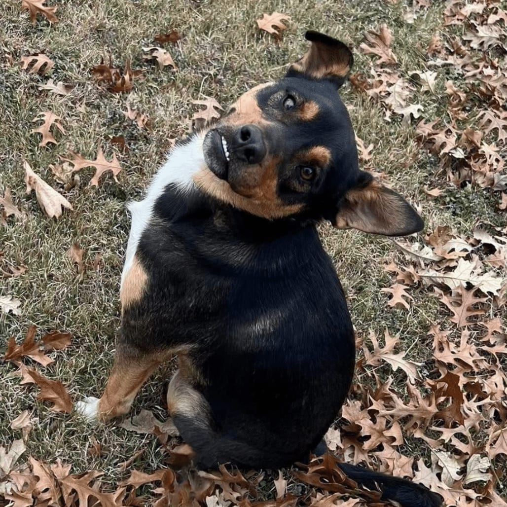 Photo of Smiley, adoptable Mixed Breed (Medium)/Cattle Dog in Waco, Texas