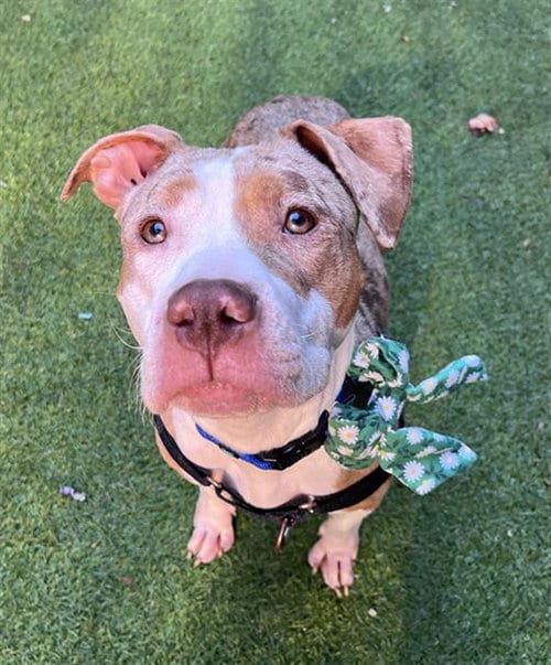 Photo of Fable, adoptable Pit Bull Terrier in San Francisco, California
