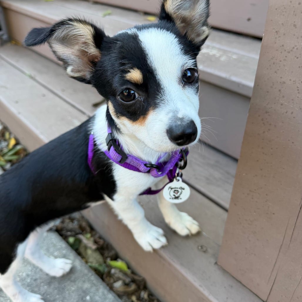 Photo of Mackenzie, adoptable Terrier in Raleigh area, North Carolina