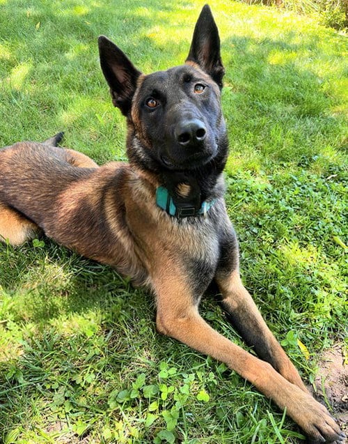 Photo of Flynn Ryder, adoptable Belgian Shepherd Malinois in Sacramento, California