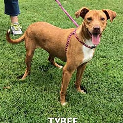 Photo of Tybee, adoptable Labrador Retriever Hound (Unknown Type) in Washington, Georgia