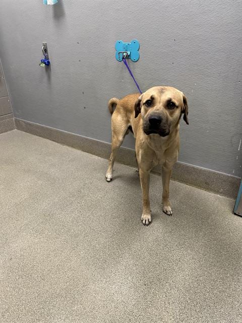 Photo of Ringo, adoptable German Shepherd Dog in Las Vegas, Nevada
