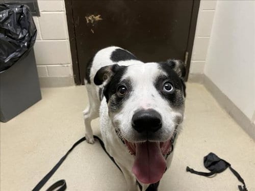 Photo of Jack, adoptable Husky in Chapel Hill, North Carolina