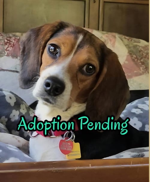 Photo of Nadia, adoptable Beagle in Dunnellon, Florida