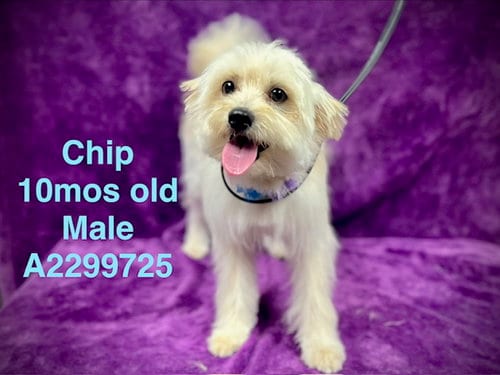 Photo of Chip, adoptable Lhasa Apso in Chatsworth, California