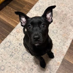 Photo of Raven, adoptable Belgian Malinois Mixed Breed (Medium) in Overland Park, Kansas