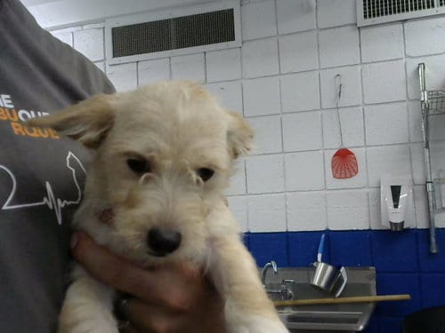 Photo of Gruce, adoptable Border Terrier in Albuquerque, New Mexico
