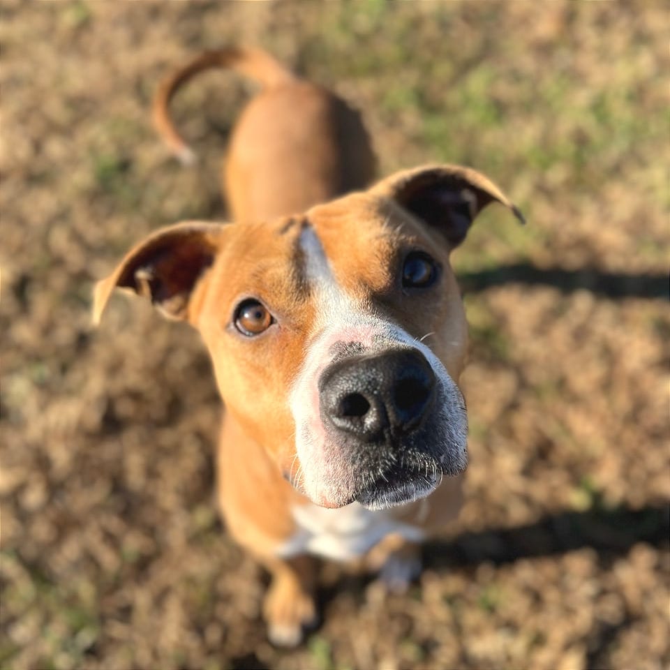 Photo of Copper, adoptable Mixed Breed (Medium) in Chattanooga, Tennessee
