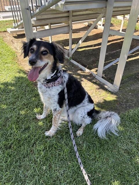 Photo of Maya, adoptable Australian Shepherd in Riverside, California