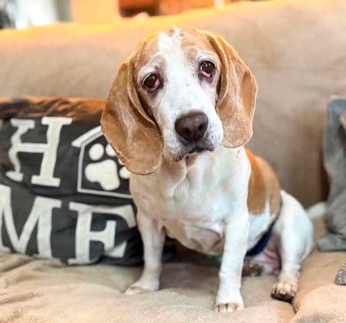 Photo of Barney, adoptable Basset Hound in Milmay, New Jersey