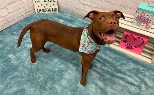 Photo of Aaltola, adoptable American Staffordshire Terrier in Detroit, Michigan