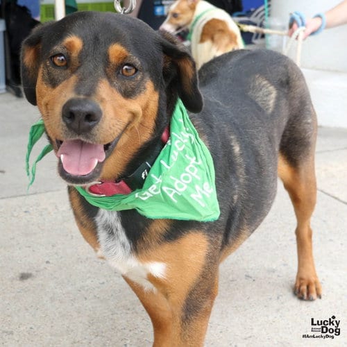 Photo of Maya, adoptable Shepherd in Washington, District of Columbia
