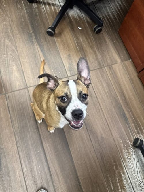 Photo of Muffin, adoptable Boxer in Hilton Head, South Carolina