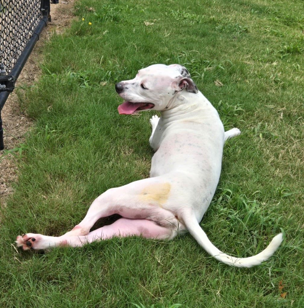 Photo of Friga, adoptable Mixed Breed in Douglasville, Georgia