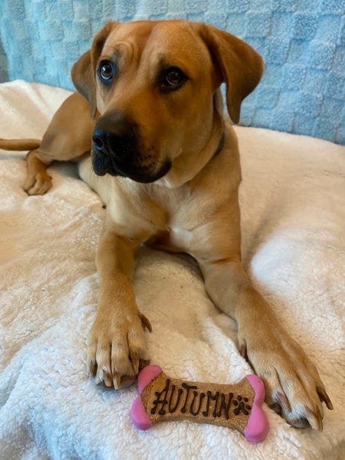 Photo of Autumn, adoptable Black Mouth Cur in Dana Point, California