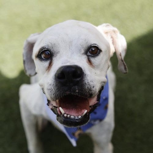 Photo of Rosalie, adoptable Boxer in San Antonio, Texas