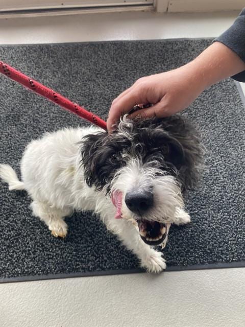 Photo of Moose, adoptable Jack (Parson) Russell Terrier in St Peters, Missouri