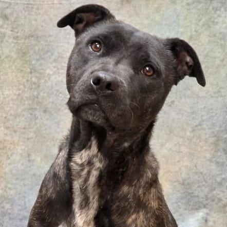 Photo of Gemma, adoptable Terrier, Pit Bull / Mix in Weatherford, Texas