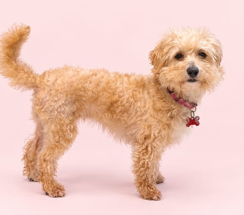 Photo of Macrame, adoptable Poodle (Miniature) in Romoland, California