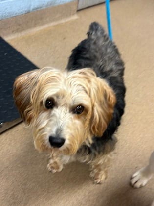 Photo of Peter, adoptable dog in Chamblee, Georgia