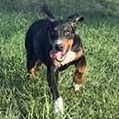 Photo of Dobie Bear, adoptable Doberman Pinscher in Chantilly, Virginia