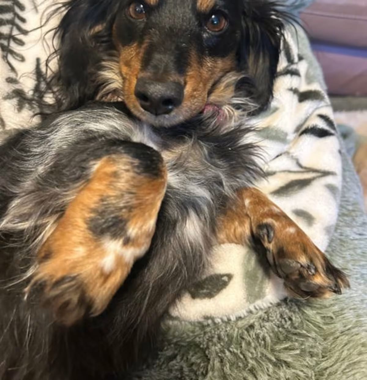 Photo of Marli, adoptable Dachshund in Georgetown, Colorado
