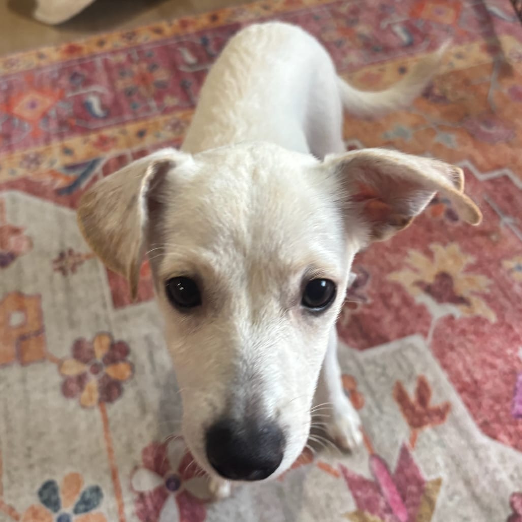 Photo of Dobby, adoptable Retriever, Labrador / Mixed Breed (Medium) in Dallas, Texas