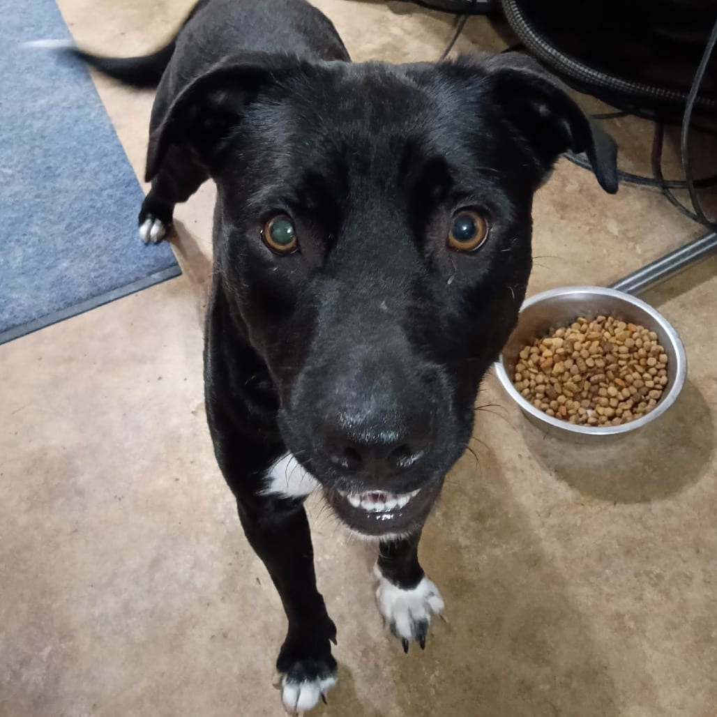 Photo of Buffy, adoptable Akita / Mix in Boonville, Missouri