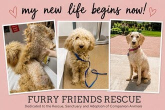 Photo of Bella, adoptable Poodle (Standard) in Fremont, California
