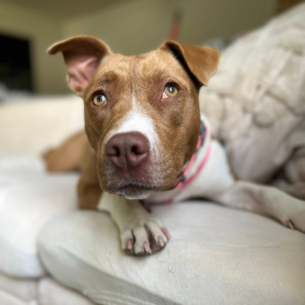 Photo of Splashdown, adoptable Mixed Breed (Medium) in St. Louis, Missouri