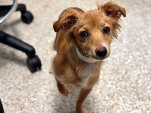 Photo of Luigi, adoptable Dachshund in Pueblo, Colorado