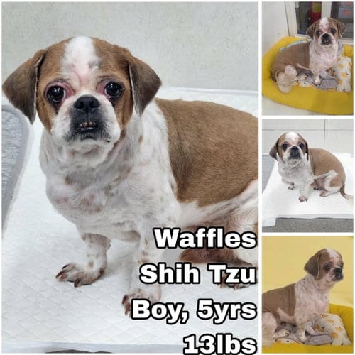 Photo of Waffles from Korea, adoptable Shih Tzu in Federal Way, Washington