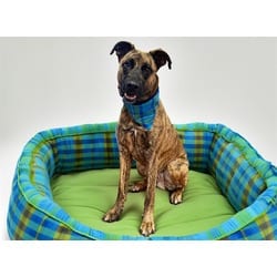 Photo of Devo, adoptable Dutch Shepherd in Ft Lauderdale, Florida