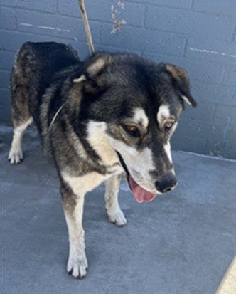 Photo of Hachi, adoptable German Shepherd Dog in Baldwin Park, California
