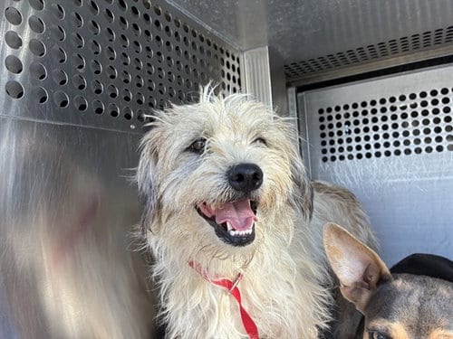 Photo of Kelp, adoptable Cairn Terrier in Mesa, Arizona