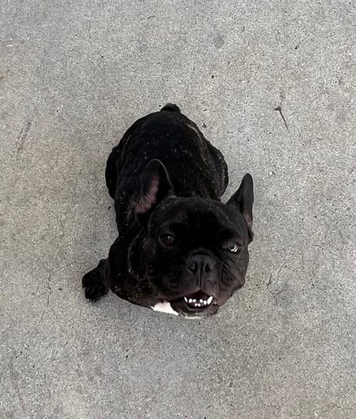 Photo of Nina, adoptable French Bulldog in Camarillo, California