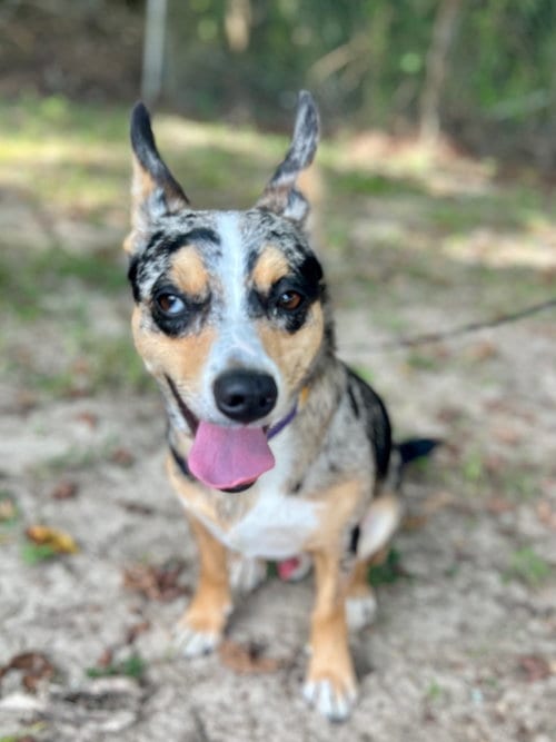 Photo of Thistle- our very own batman, adoptable Chihuahua in Oakhurst, New Jersey