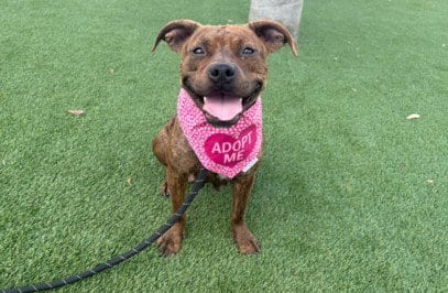 Photo of Marie, adoptable Pit Bull Terrier in Los Angeles, California