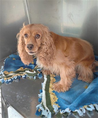 Photo of A5800558, adoptable Cocker Spaniel in Baldwin Park, California