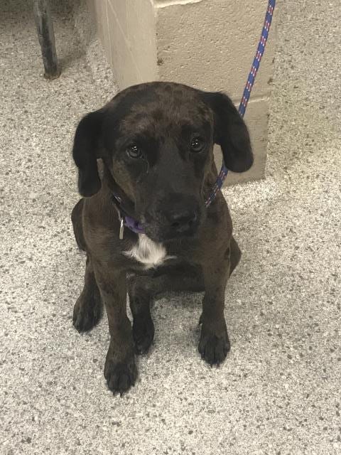 Photo of Brownie, adoptable Catahoula Leopard Dog in Conroe, Texas