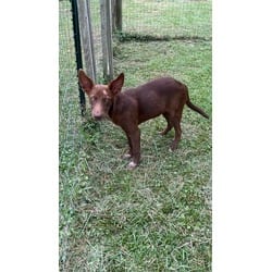 Photo of Jinx, adoptable Mixed Breed (Medium) in Medfield, Massachusetts