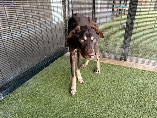 Photo of Fudge, adoptable Siberian Husky in Garland, Texas