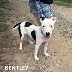 Photo of Bentley, adoptable American Bulldog in Washington, Georgia