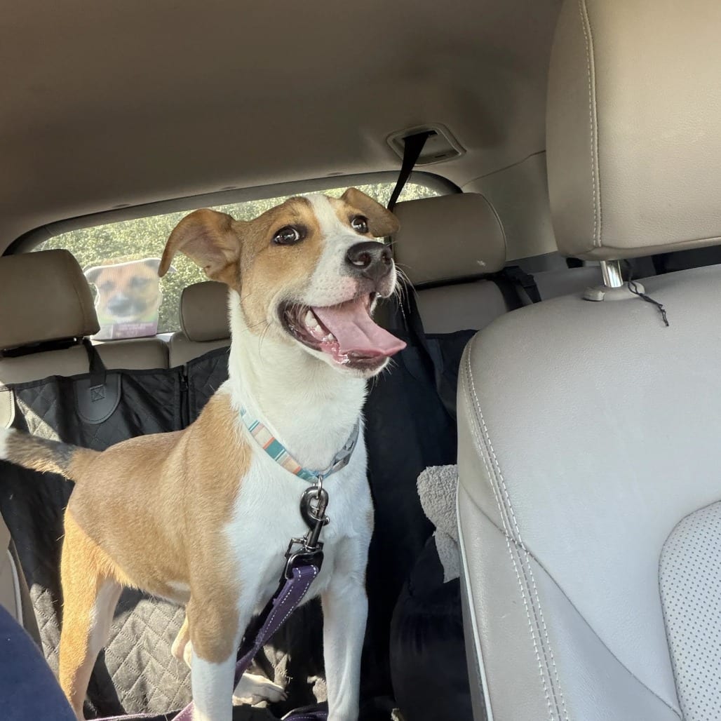 Photo of Potato, adoptable Terrier, Pit Bull in South Elgin, Illinois