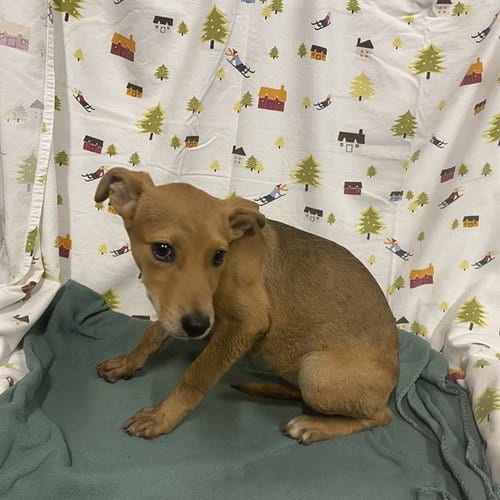 Photo of Jemma, adoptable German Shepherd Dog in Modesto, California