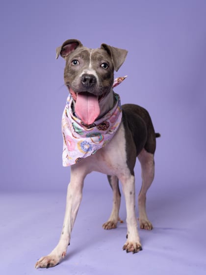 Photo of Bebe Girl, adoptable dog in Atlanta, Georgia
